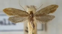 Vôňa rastlín, ktoré vystrašujú mólo